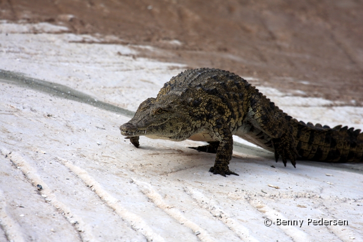 Nilkrokodille 2.jpg - Nilkrokodillen (Crocodylus niloticus)